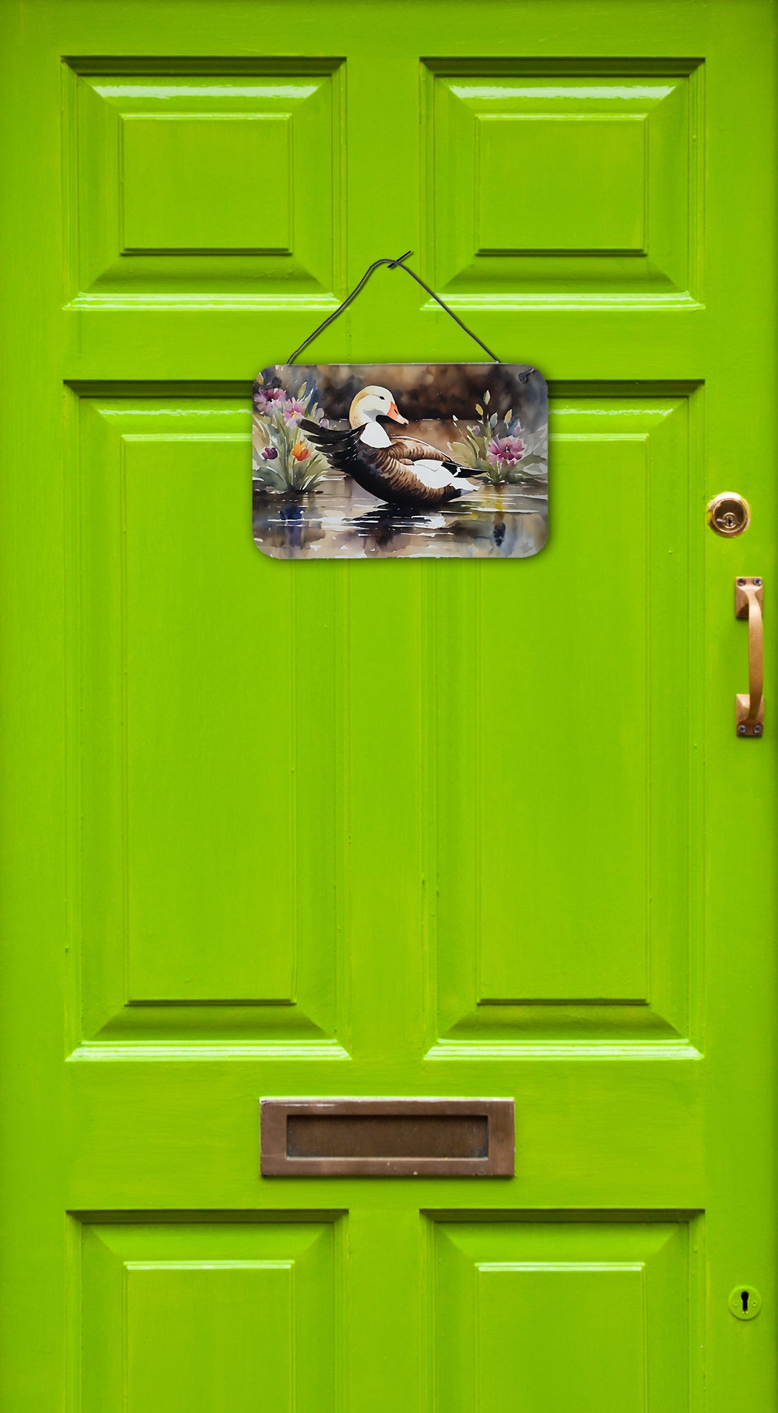 Common Eider Duck Wall or Door Hanging Prints