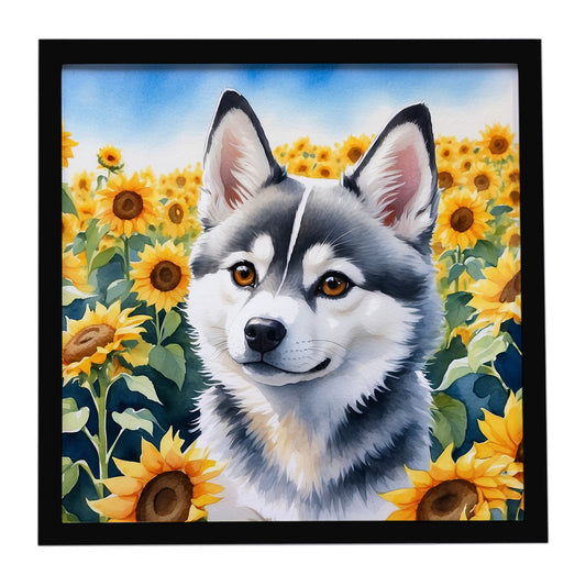 Buy this Alaskan Klee Kai in Sunflowers Framed Metal Print