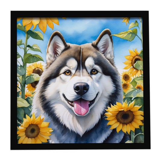 Buy this Alaskan Malamute in Sunflowers Framed Metal Print