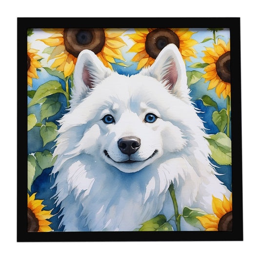 Buy this American Eskimo in Sunflowers Framed Metal Print