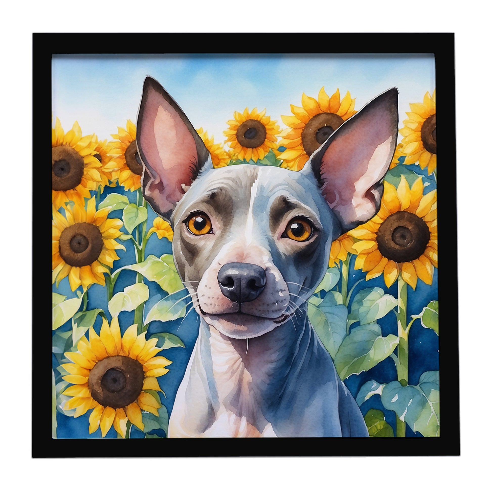 Buy this American Hairless Terrier in Sunflowers Framed Metal Print