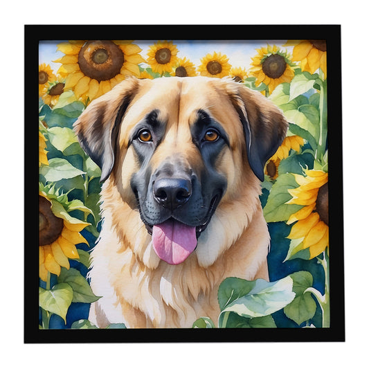 Buy this Anatolian Shepherd in Sunflowers Framed Metal Print