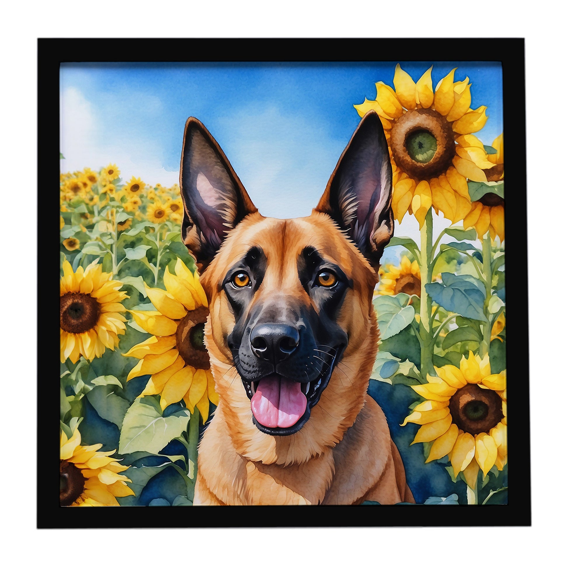 Buy this Belgian Malinois in Sunflowers Framed Metal Print