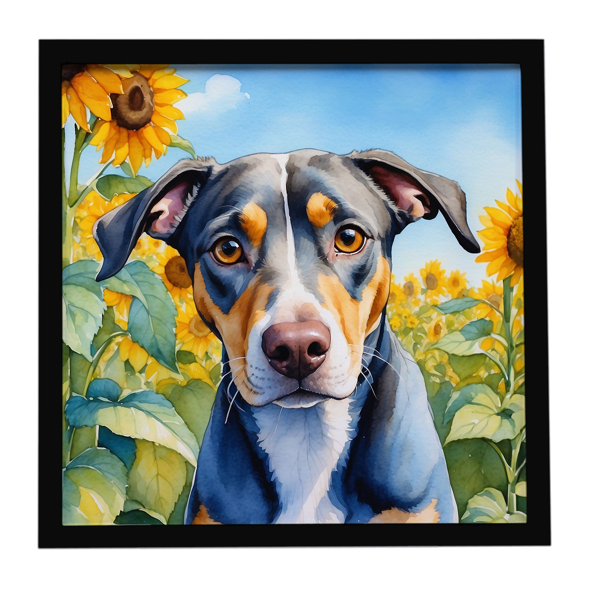 Buy this Catahoula in Sunflowers Framed Metal Print
