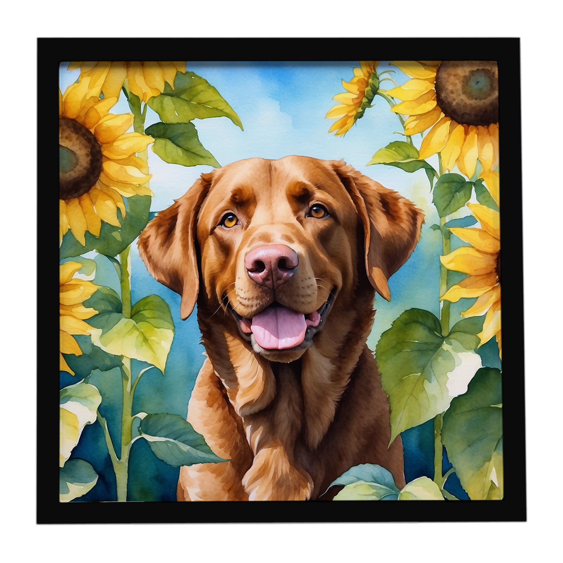 Buy this Chesapeake Bay Retriever in Sunflowers Framed Metal Print