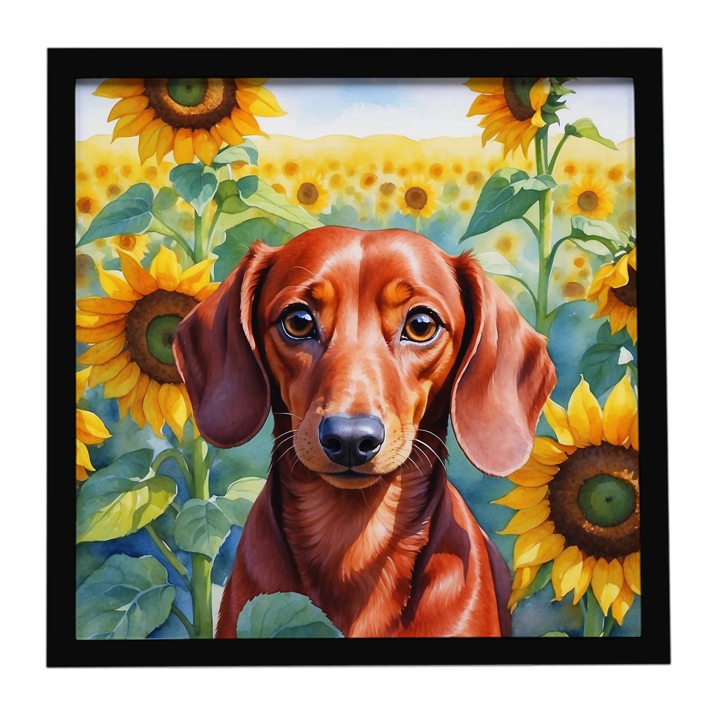 Buy this Dachshund in Sunflowers Framed Metal Print
