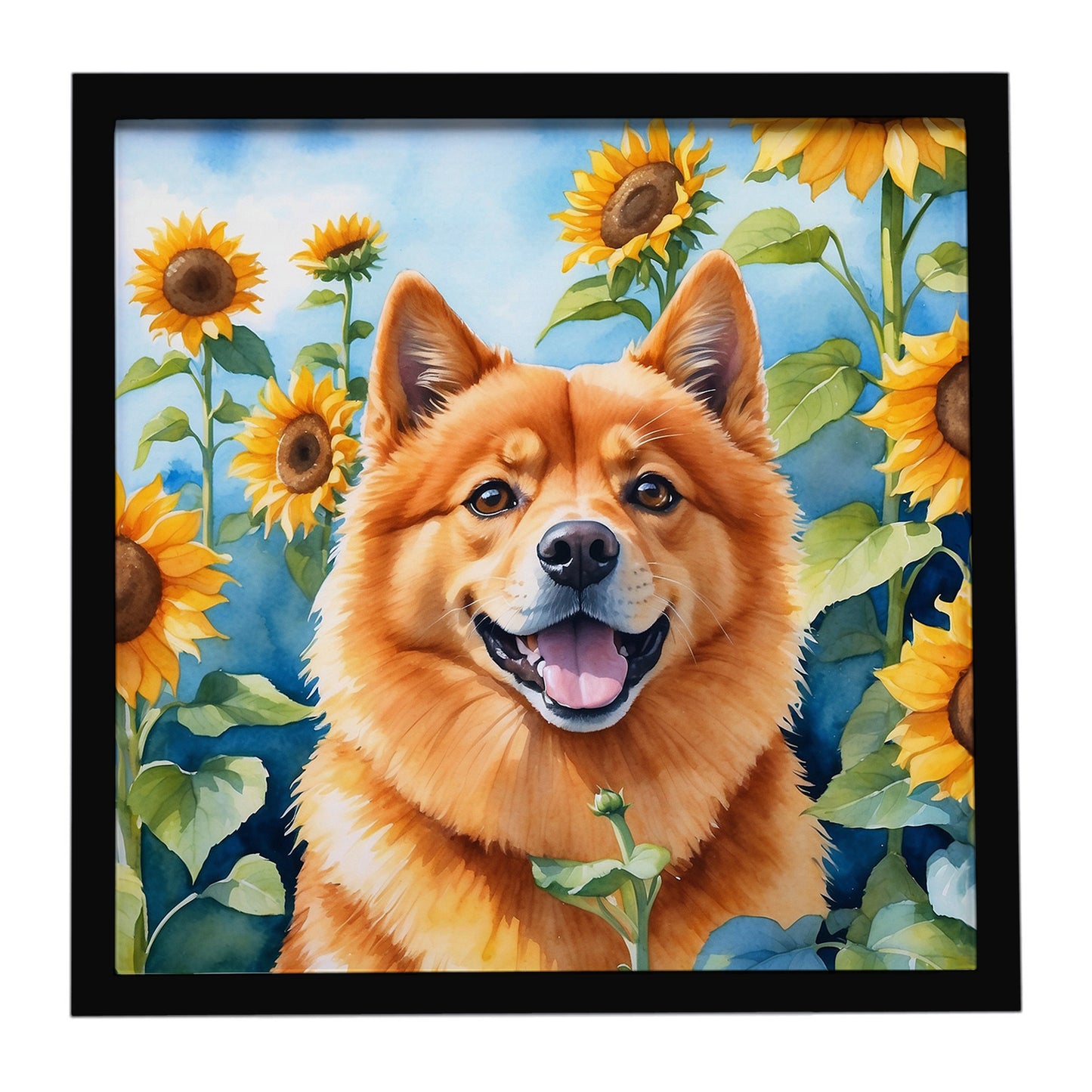 Buy this Finnish Spitz in Sunflowers Framed Metal Print