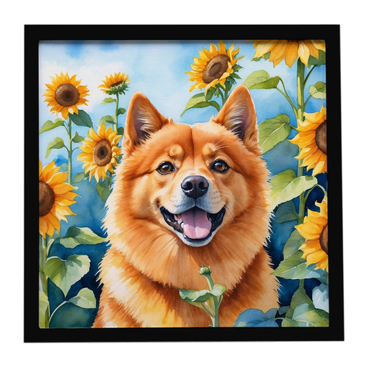 Buy this Finnish Spitz in Sunflowers Framed Metal Print