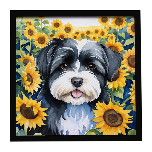 Buy this Havanese in Sunflowers Framed Metal Print