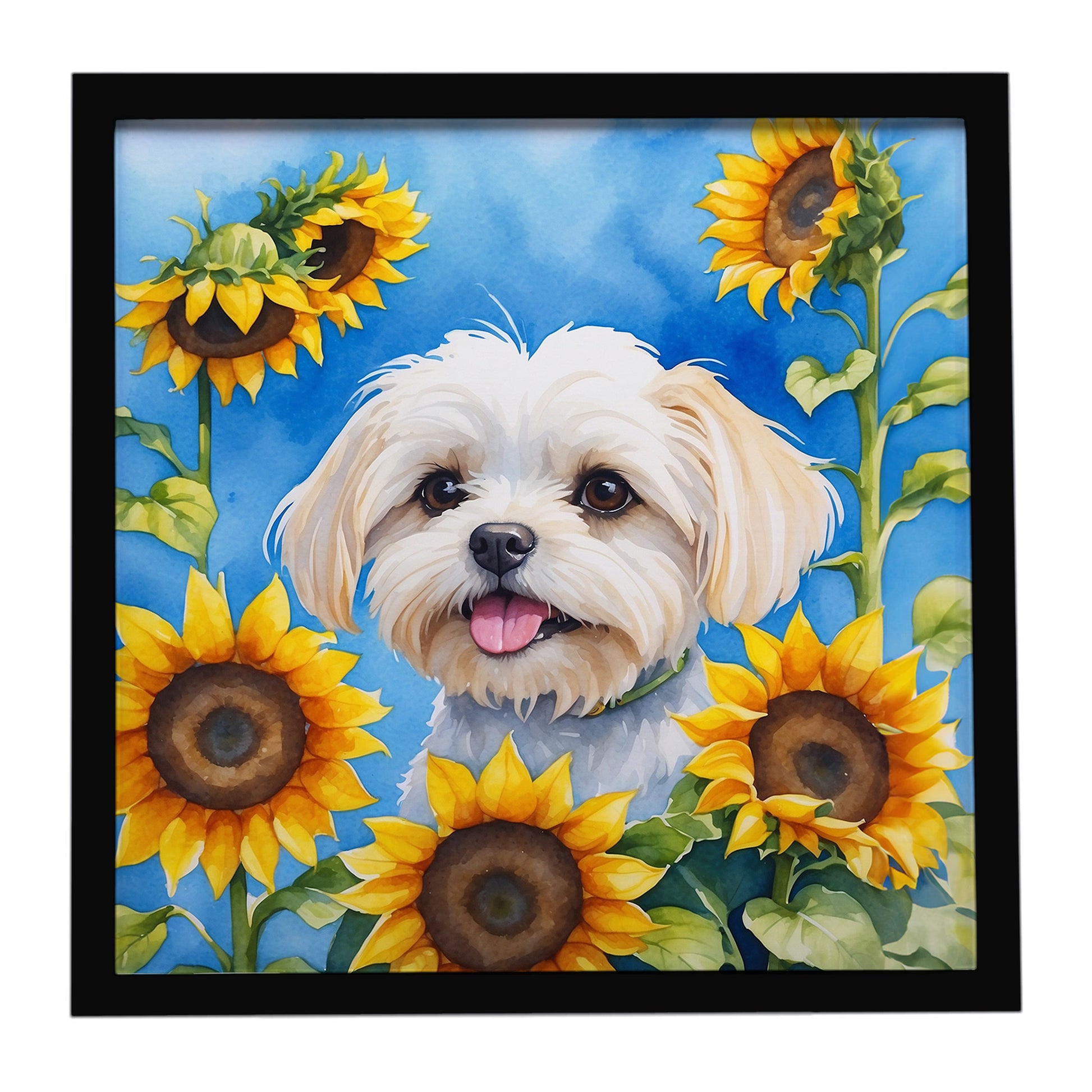 Buy this Maltese in Sunflowers Framed Metal Print