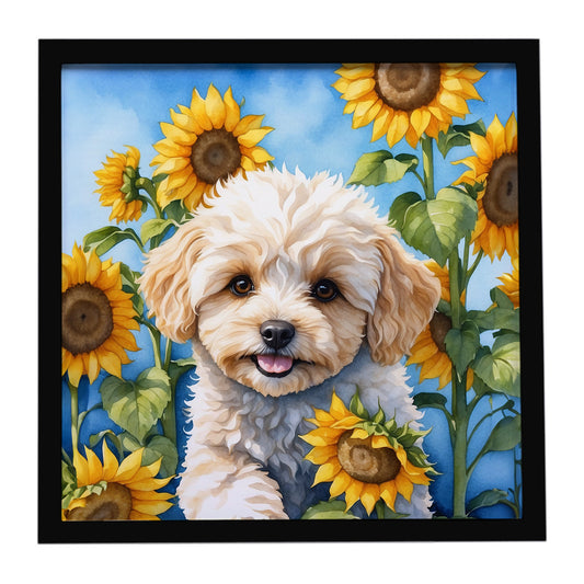 Buy this Maltipoo in Sunflowers Framed Metal Print