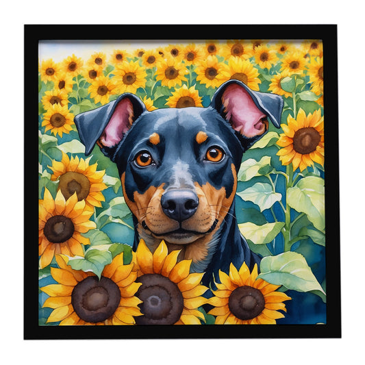 Buy this Manchester Terrier in Sunflowers Framed Metal Print