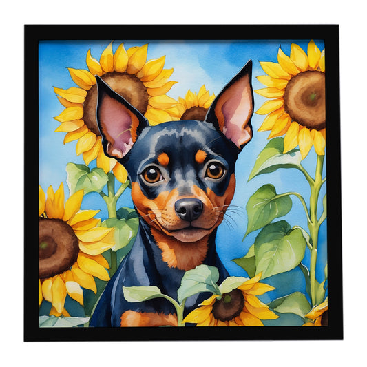Buy this Miniature Pinscher in Sunflowers Framed Metal Print
