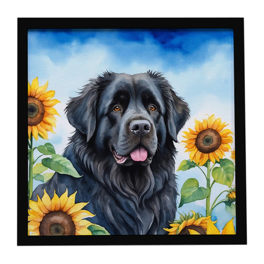 Buy this Newfoundland in Sunflowers Framed Metal Print