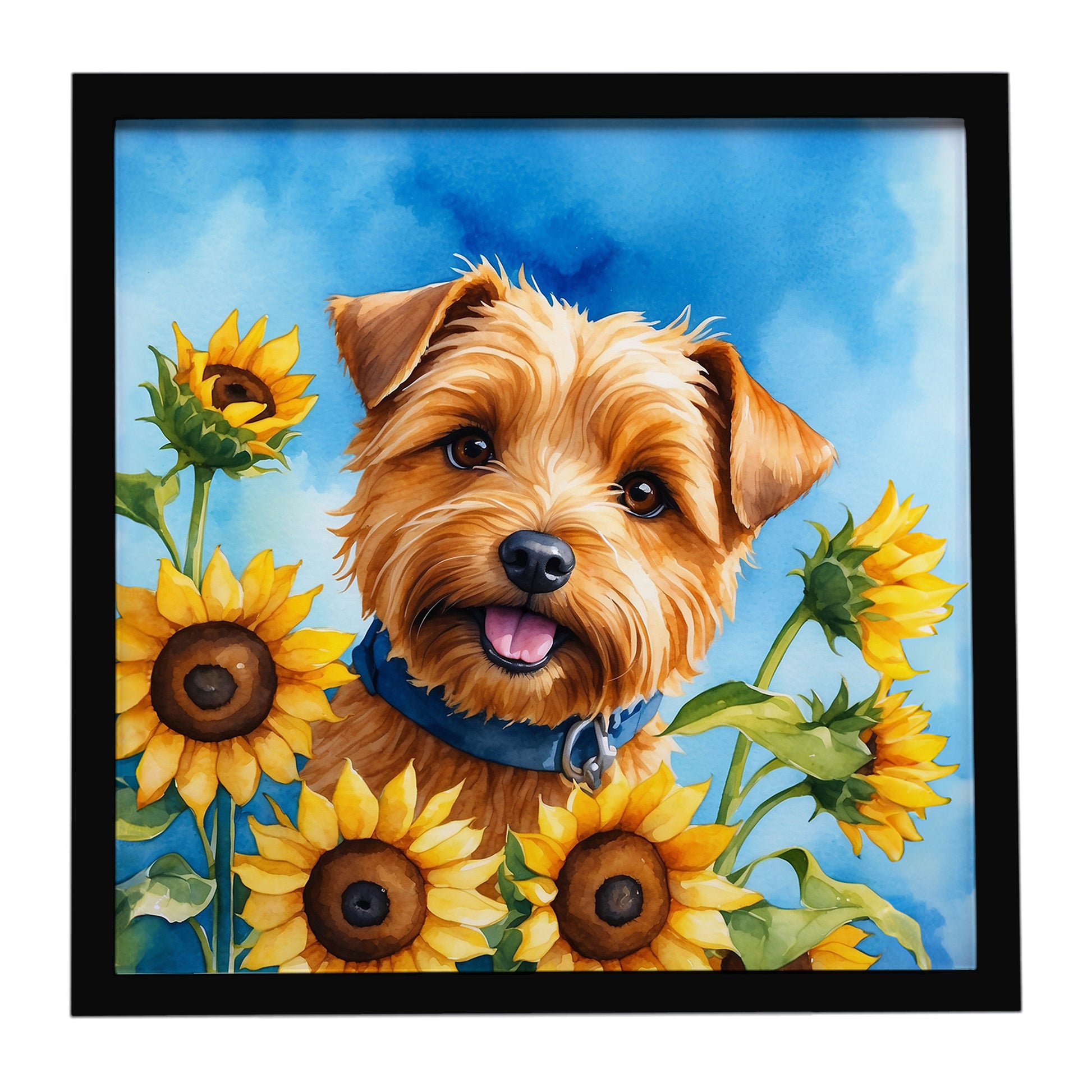 Buy this Norfolk Terrier in Sunflowers Framed Metal Print