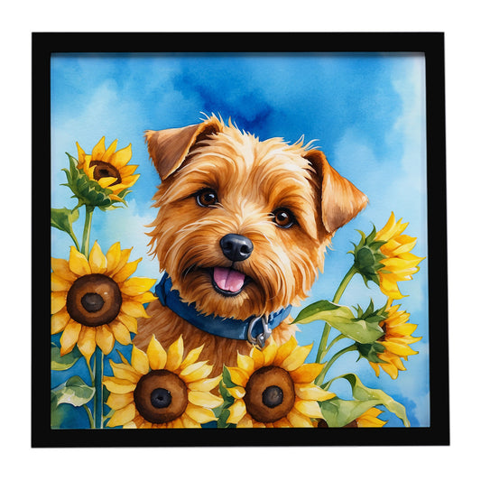Buy this Norfolk Terrier in Sunflowers Framed Metal Print