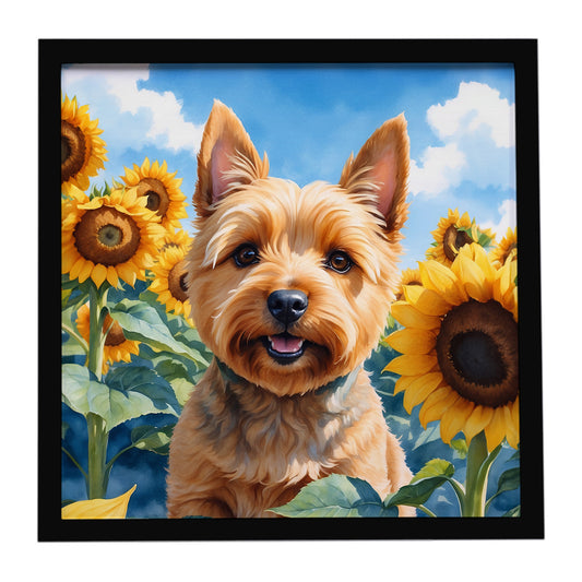 Buy this Norwich Terrier in Sunflowers Framed Metal Print