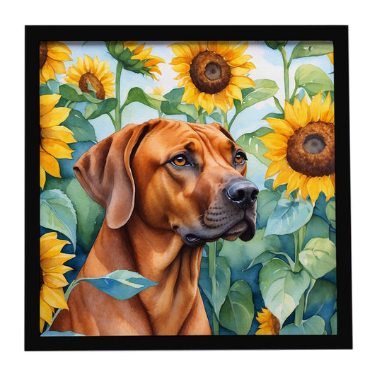 Buy this Rhodesian Ridgeback in Sunflowers Framed Metal Print