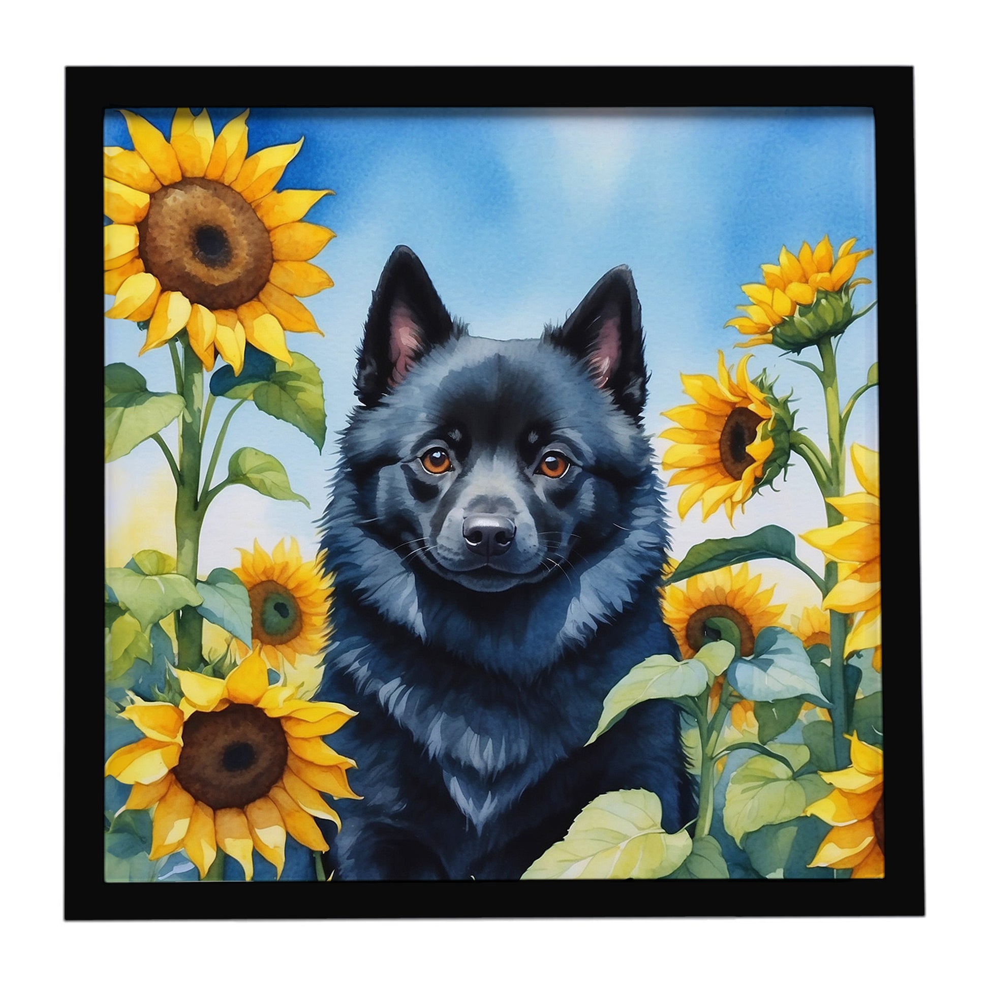 Buy this Schipperke in Sunflowers Framed Metal Print