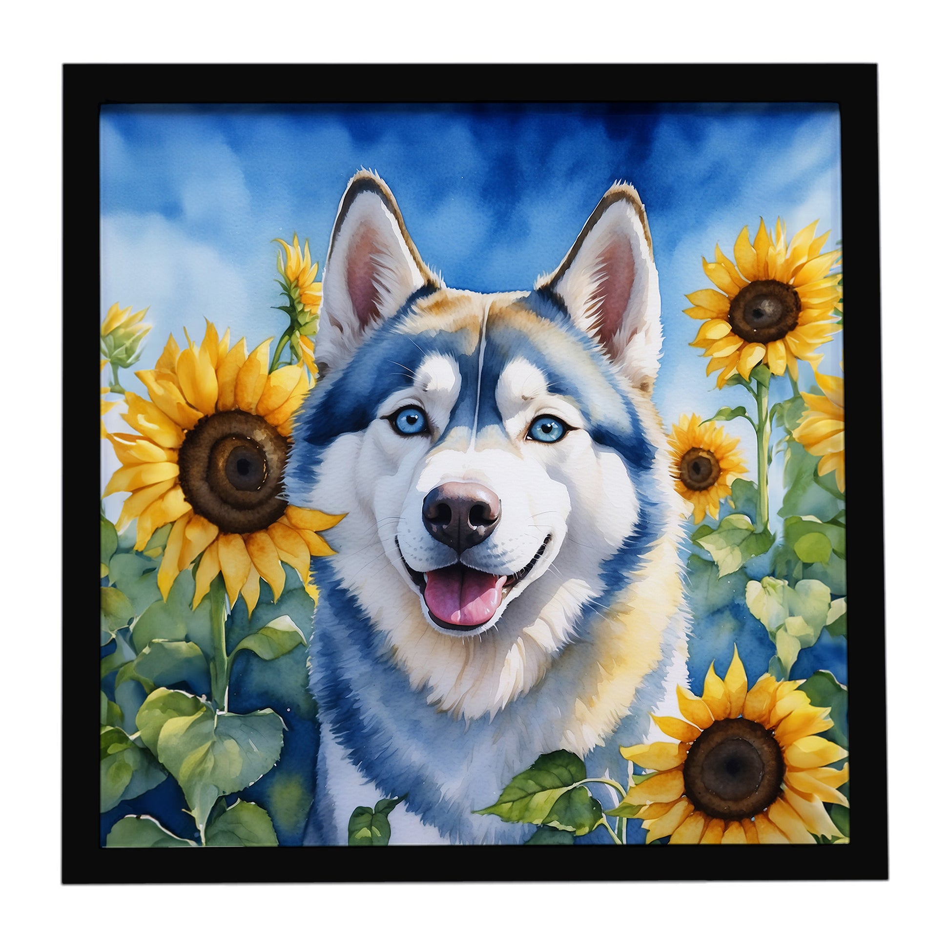 Buy this Siberian Husky in Sunflowers Framed Metal Print