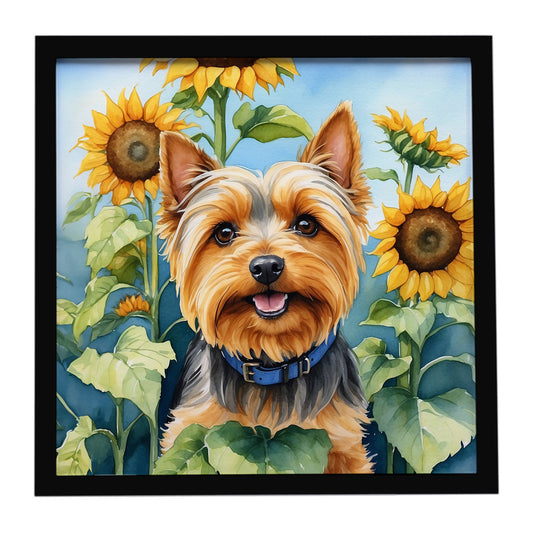 Buy this Silky Terrier in Sunflowers Framed Metal Print