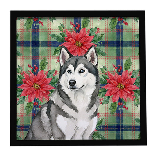 Buy this Gray and White Alaskan Malamute Christmas PoinsettIas Framed Metal Print