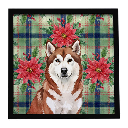Buy this Red and White Alaskan Malamute Christmas Poinsettas Framed Metal Print