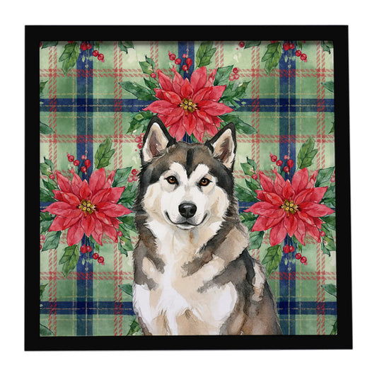 Buy this Sable and White Alaskan Malamute Christmas Poinsettas Framed Metal Print