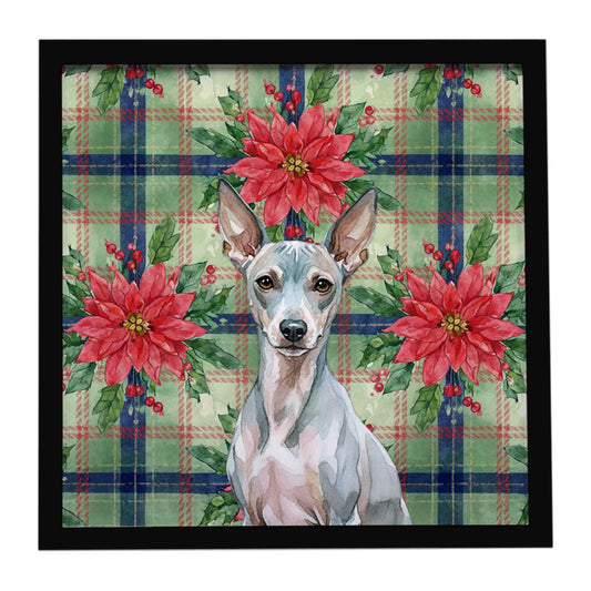 Buy this American Hairless Terrier Christmas PoinsettIas Framed Metal Print