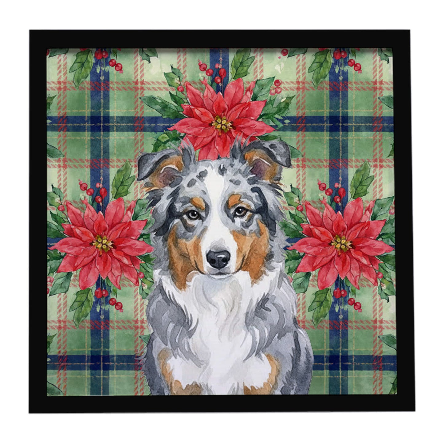 Buy this Blue Merle American Shepherd Christmas PoinsettIas Framed Metal Print