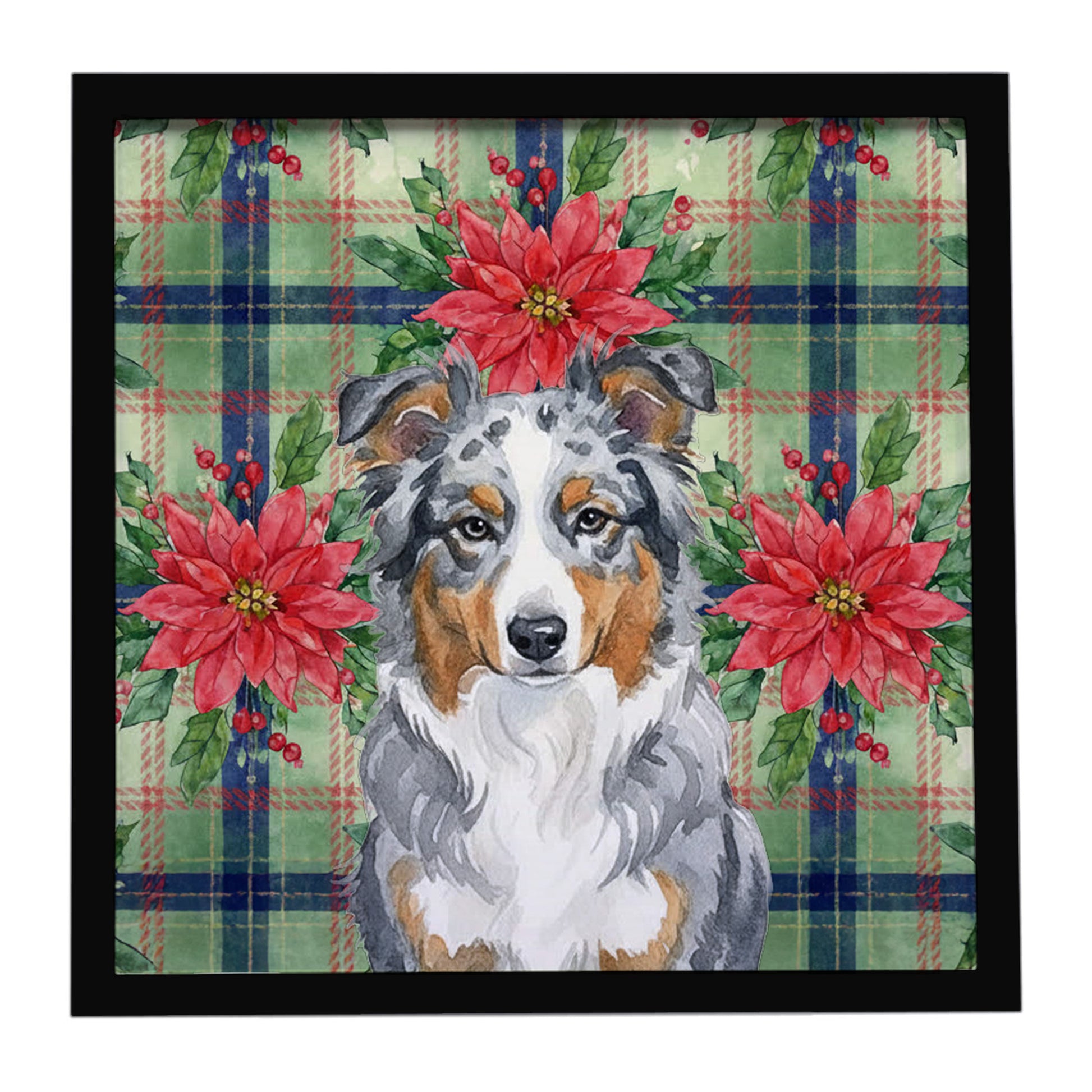 Buy this Blue Merle American Shepherd Christmas PoinsettIas Framed Metal Print