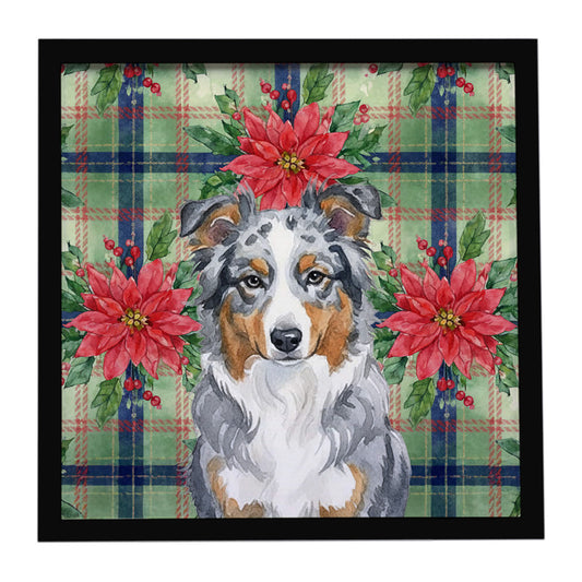 Buy this Blue Merle American Shepherd Christmas PoinsettIas Framed Metal Print
