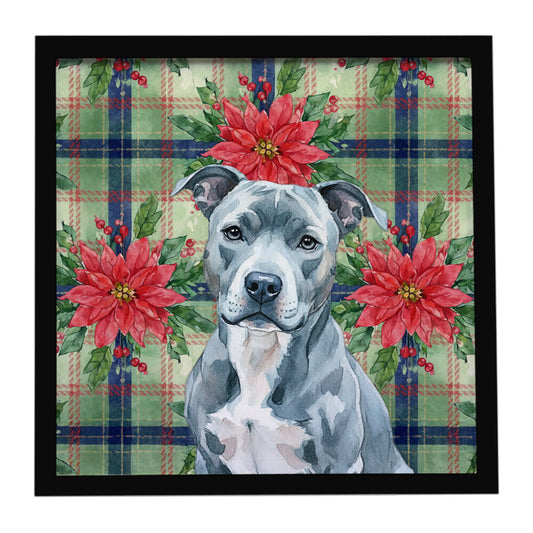 Buy this Blue American Staffordshire Terrier Christmas PoinsettIas Framed Metal Print