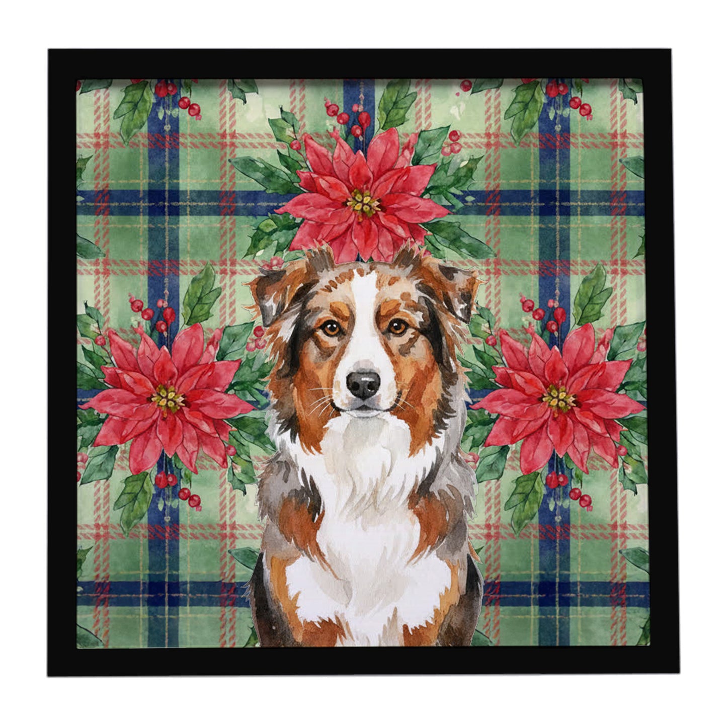 Buy this Red Merle Australian Shepherd Christmas PoinsettIas Framed Metal Print