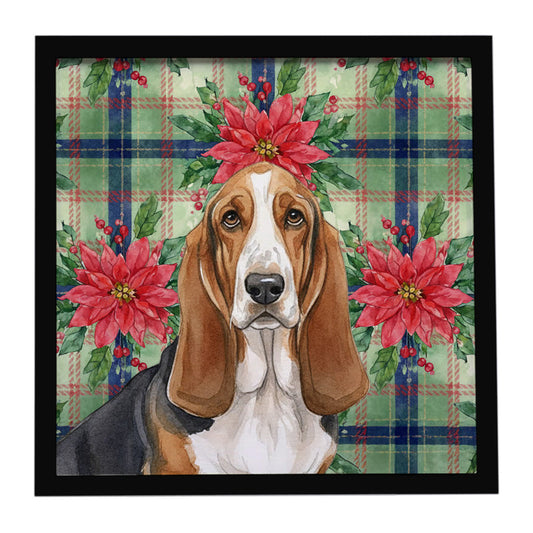 Buy this Tricolor and White Basset Hound Christmas PoinsettIas Framed Metal Print