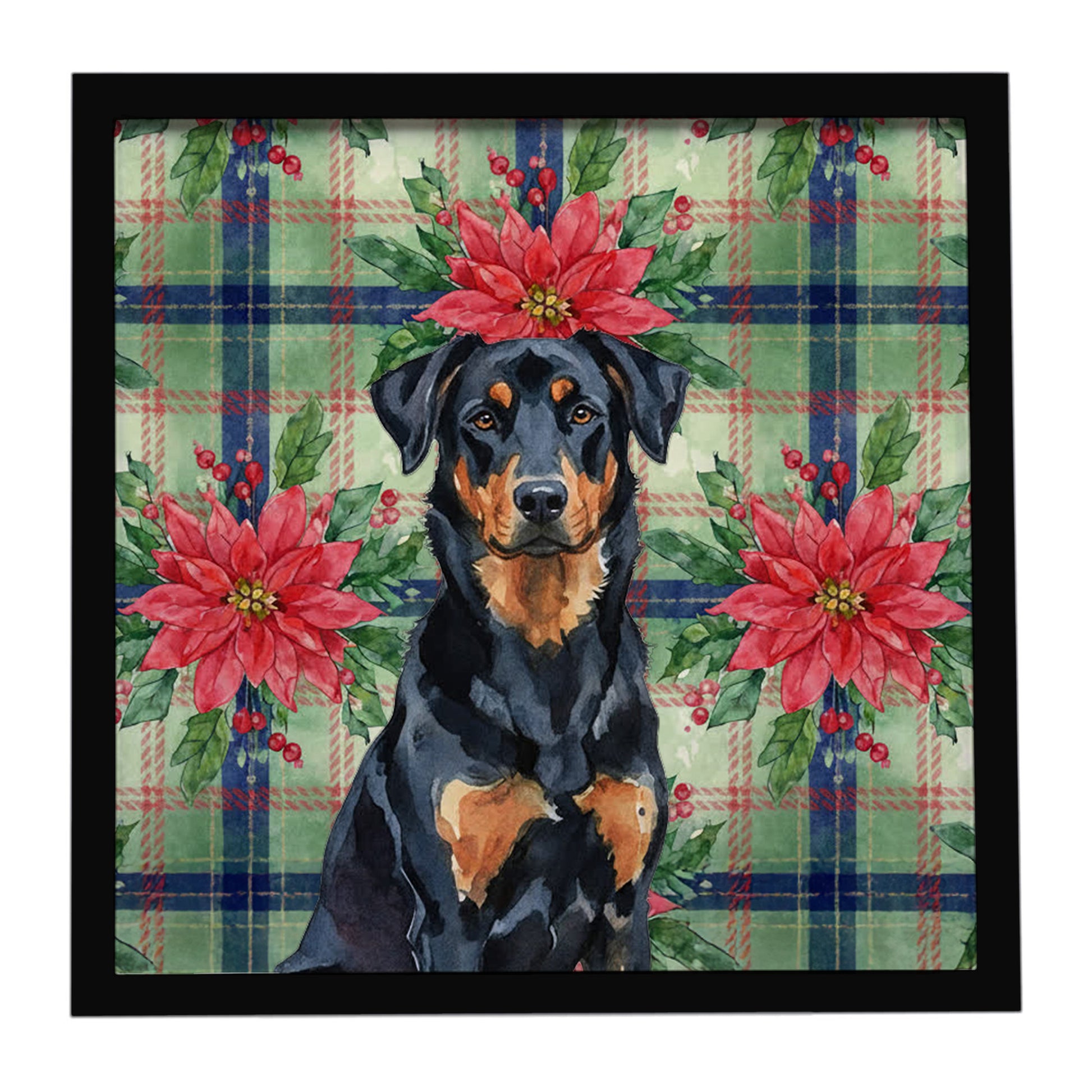 Buy this Beauceron Christmas PoinsettIas Framed Metal Print