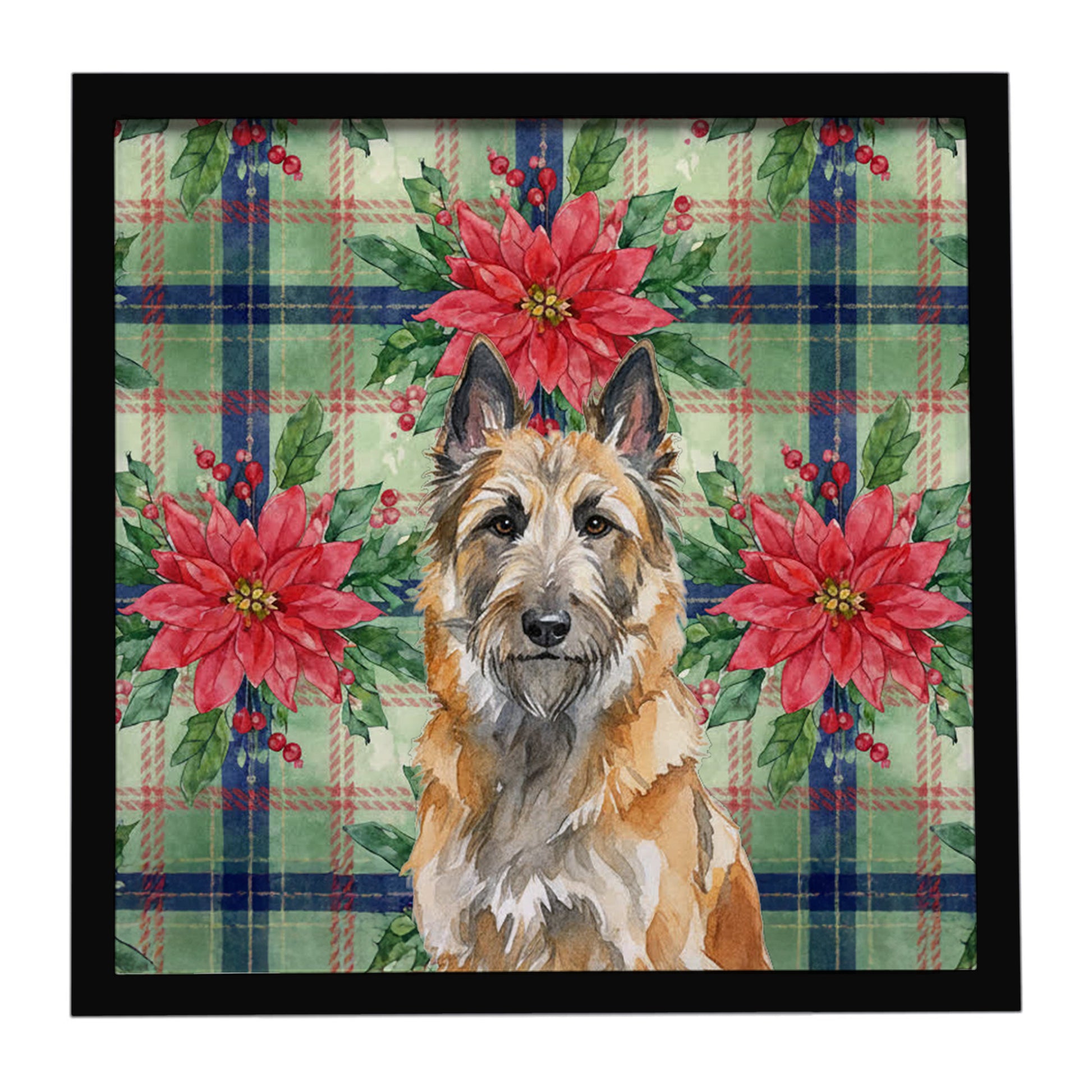 Buy this Belgian Laekenois Christmas PoinsettIas Framed Metal Print
