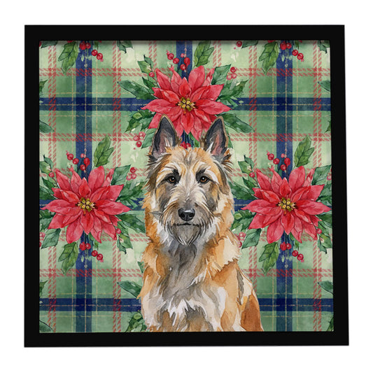 Buy this Belgian Laekenois Christmas PoinsettIas Framed Metal Print