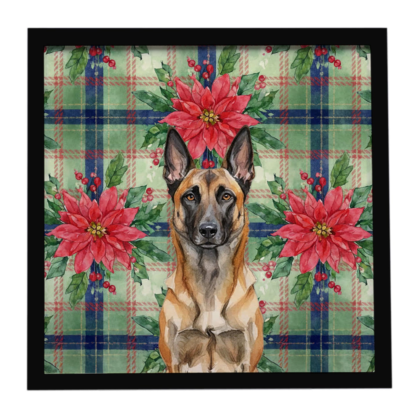 Buy this Belgian Malinois Christmas PoinsettIas Framed Metal Print