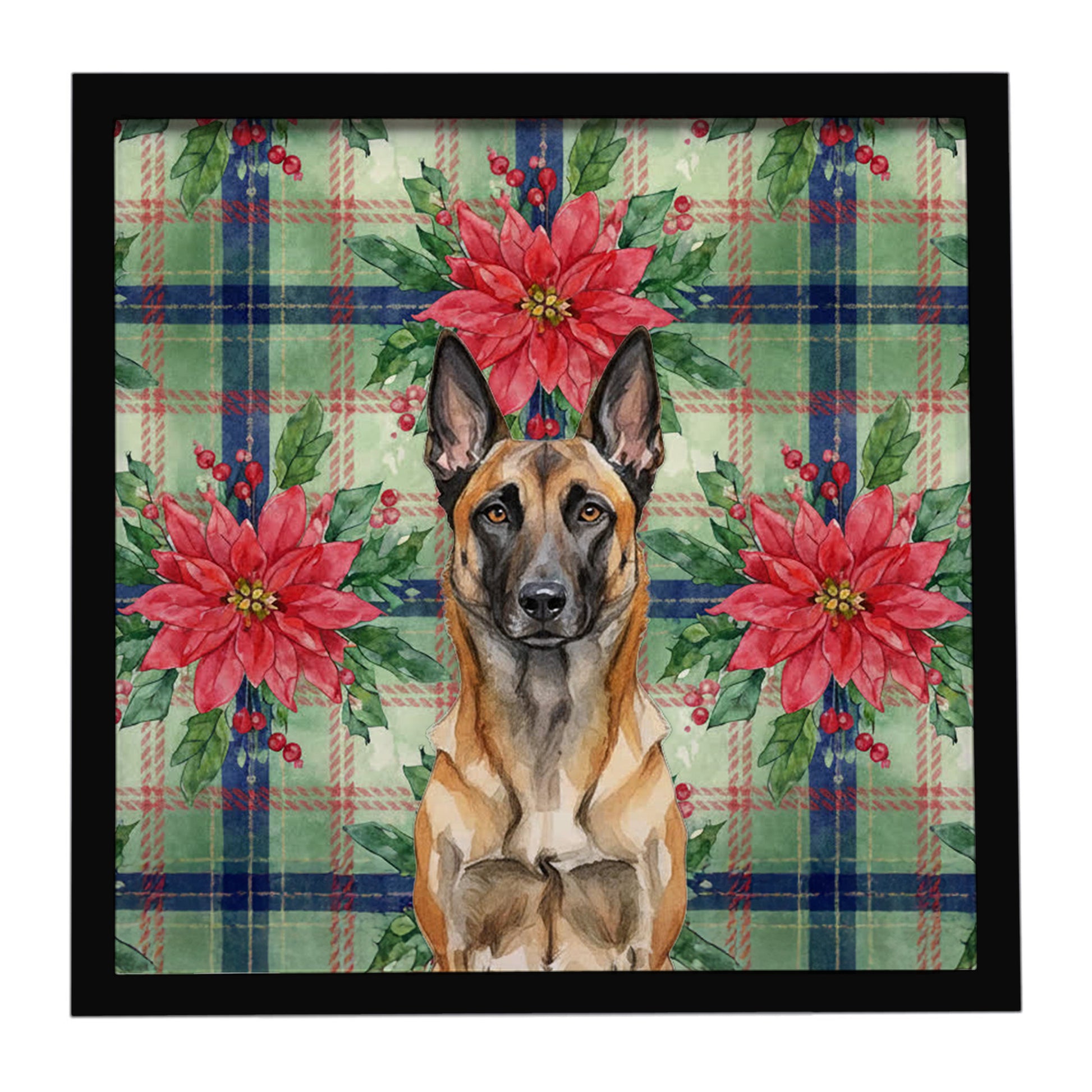 Buy this Belgian Malinois Christmas PoinsettIas Framed Metal Print