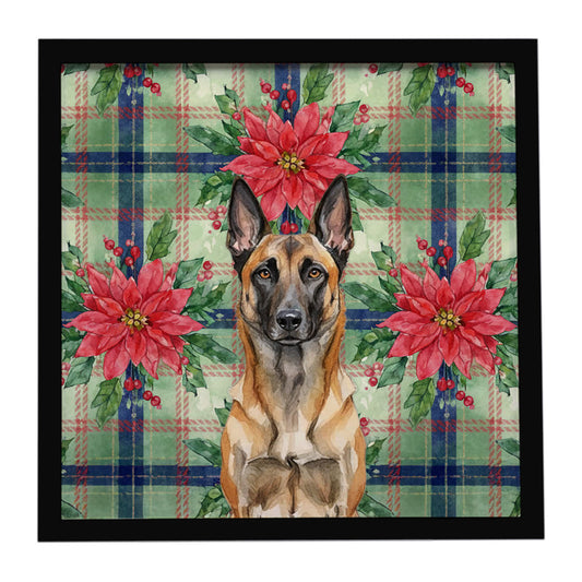 Buy this Belgian Malinois Christmas PoinsettIas Framed Metal Print