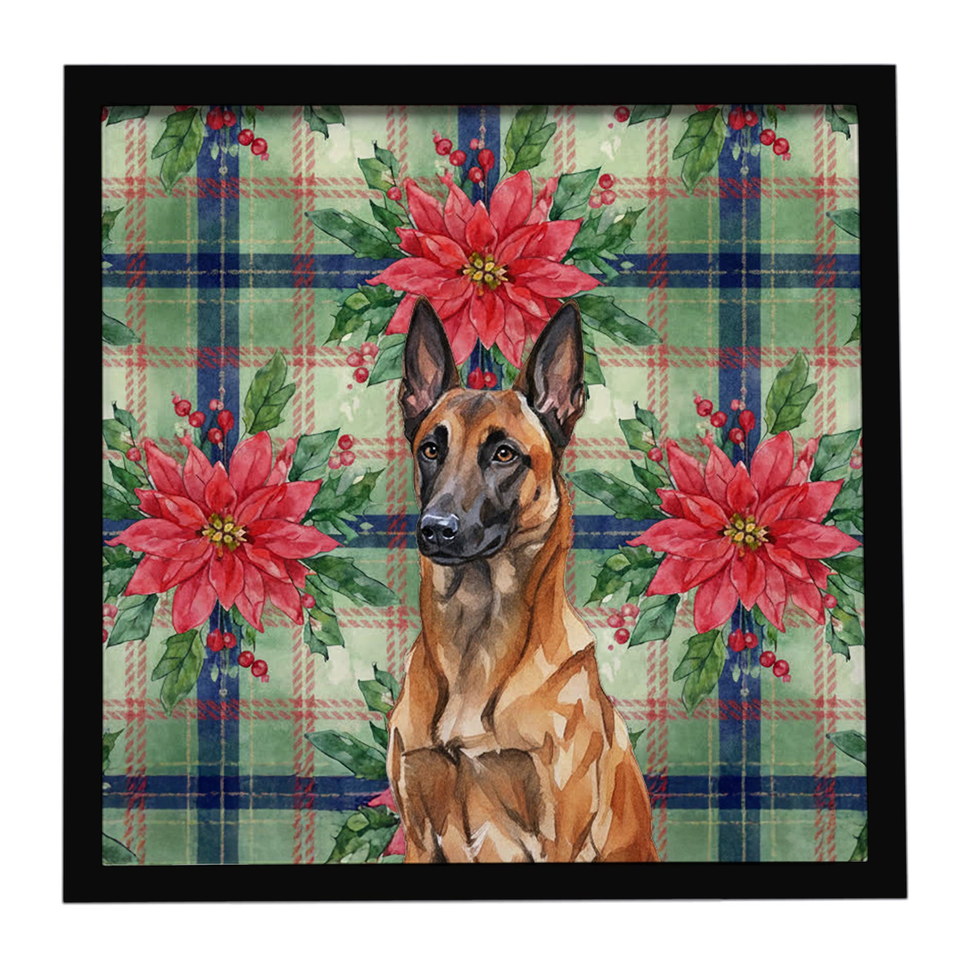 Buy this Mahogany Belgian Malinois Christmas PoinsettIas Framed Metal Print
