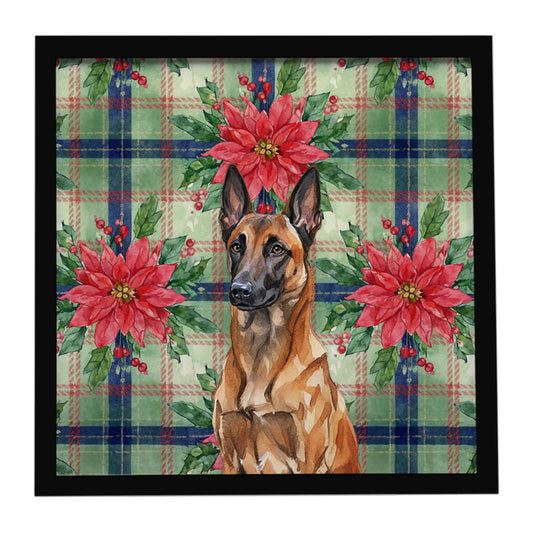 Buy this Mahogany Belgian Malinois Christmas PoinsettIas Framed Metal Print