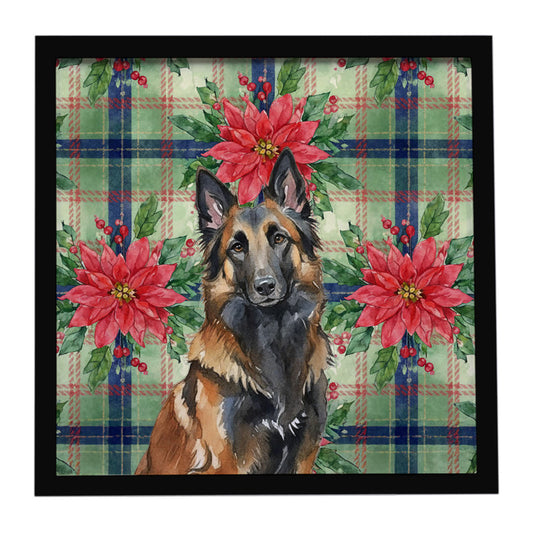 Buy this Belgian Tervuren Christmas PoinsettIas Framed Metal Print