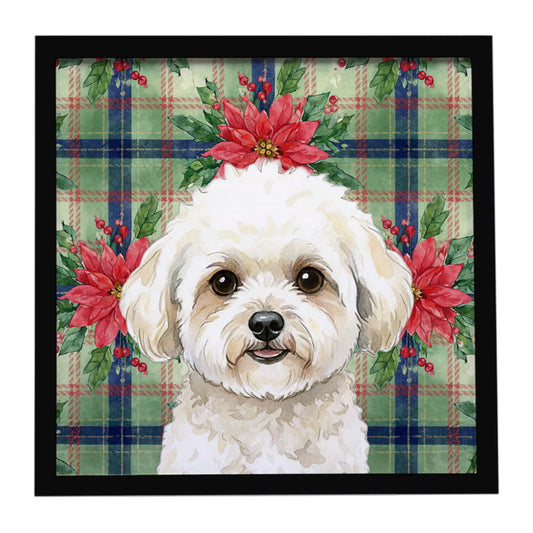 Buy this White and Cream Bichon Frise Christmas PoinsettIas Framed Metal Print