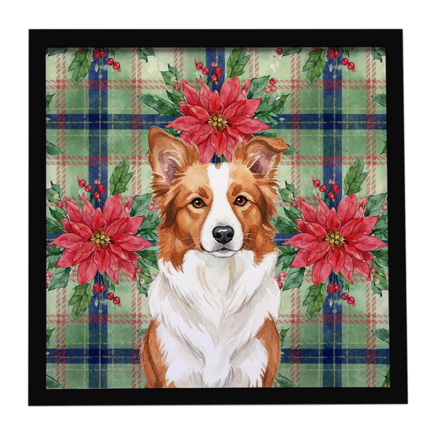 Buy this Red and White Border Collie Christmas PoinsettIas Framed Metal Print
