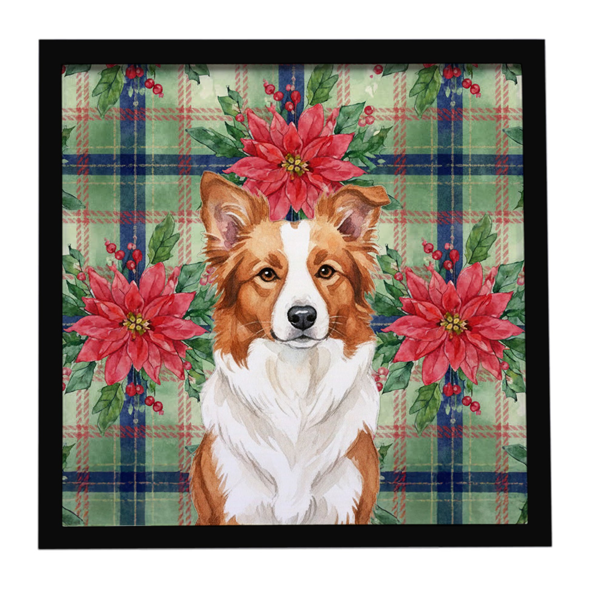 Buy this Red and White Border Collie Christmas PoinsettIas Framed Metal Print