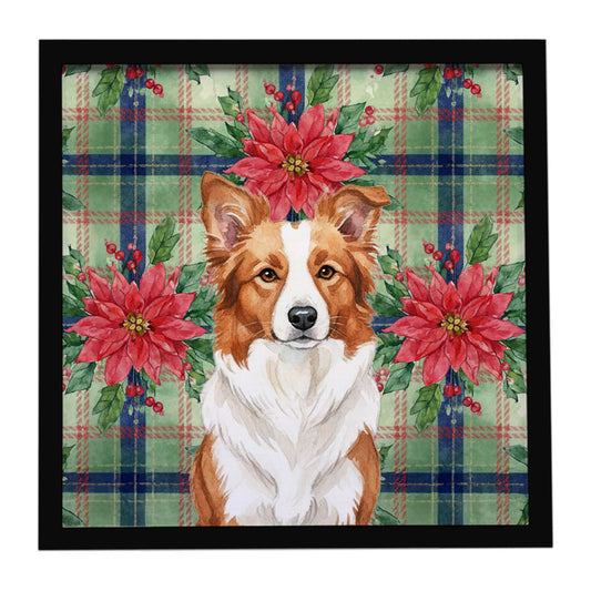 Buy this Red and White Border Collie Christmas PoinsettIas Framed Metal Print