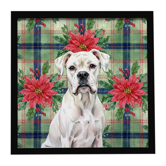 Buy this White Boxer Christmas PoinsettIas Framed Metal Print