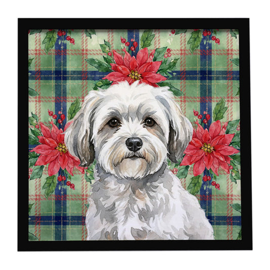 Buy this White with Gray Coton de Tulear Christmas PoinsettIas Framed Metal Print